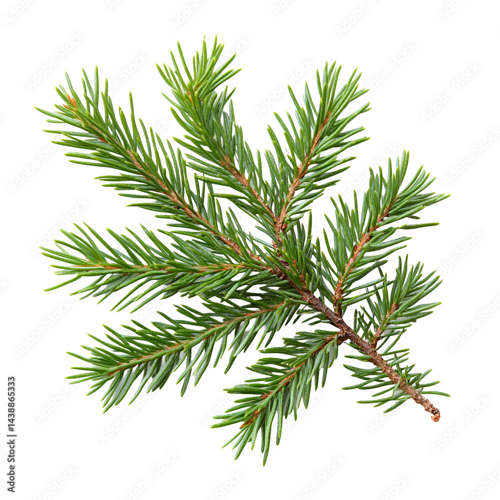 Lush Green Spruce Branch Isolated on Black, Lush Green Spruce Branch Isolated on Black,