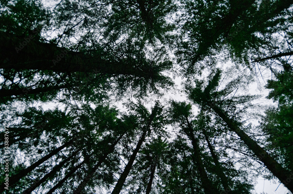 A forest with trees reaching up to the sky A forest with trees reaching up to the sky