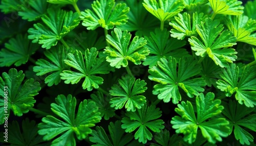 Intricate parsley leaf pattern, vibrant green hues, macro, background