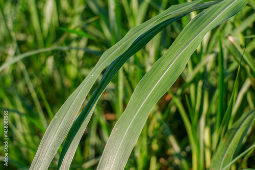 Close up of Brachiaria mutica or kolonjono grass. Brachiaria mutica grass. This grass is usually used as animal feed for herbivores.