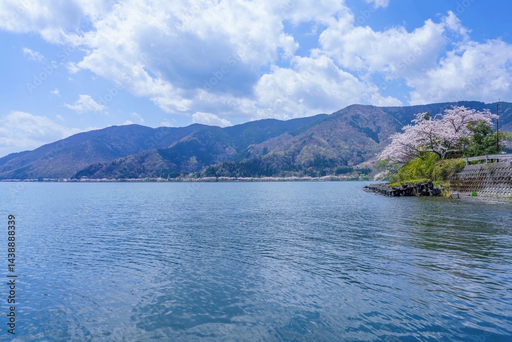 Naklejka premium 青空バックに見る奥琵琶湖の満開の桜並木の情景