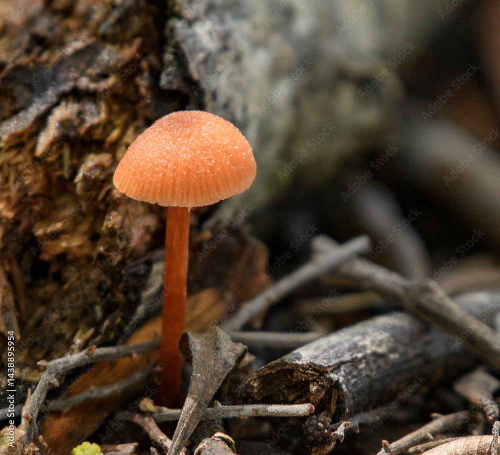 Orange red small fungus growing surrounded by dry leaves and sticks Orange red small fungus growing surrounded by dry leaves and sticks