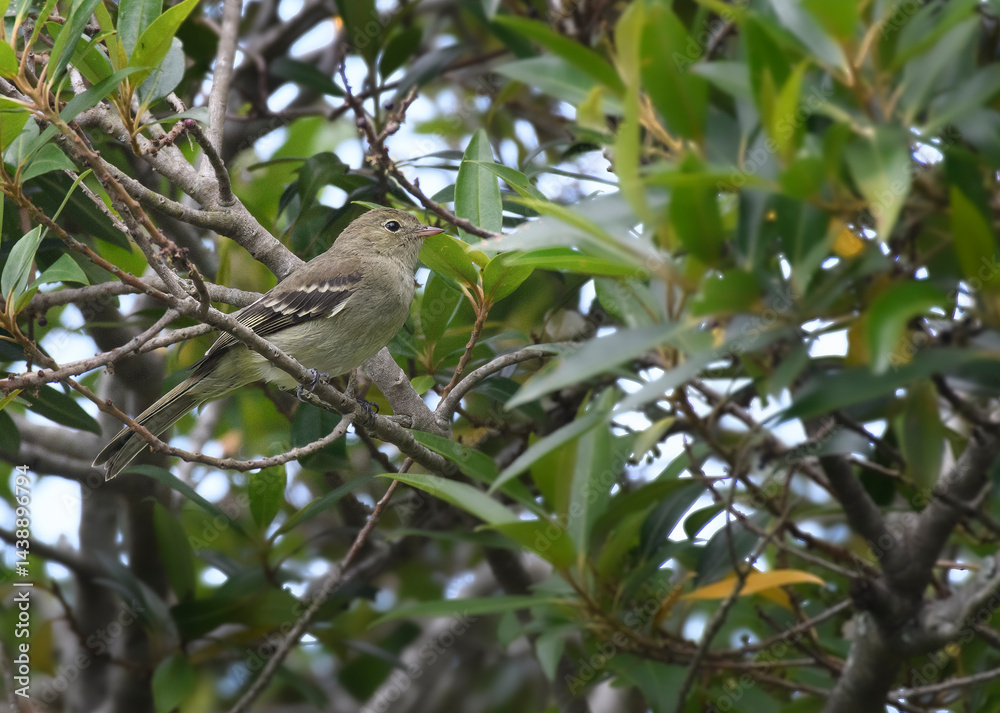 Fototapeta premium Mountain elaenia, Elaenia Frantzii perched on a bush