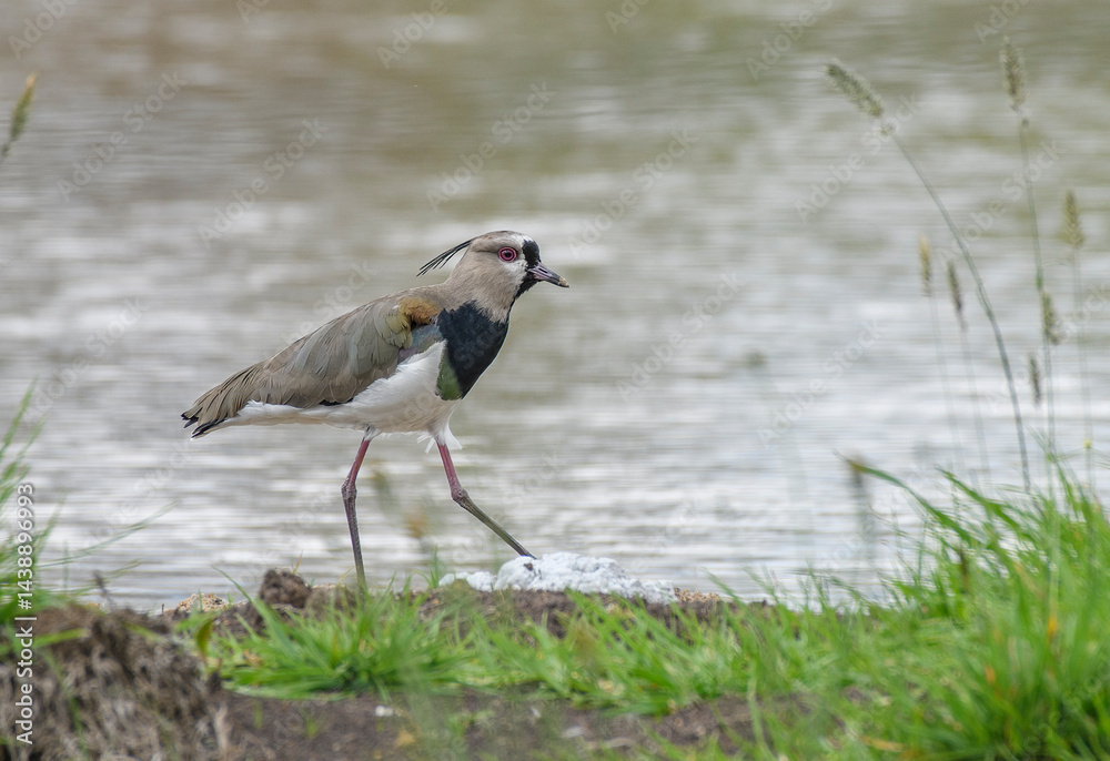 Fototapeta premium Vanellus Chilensis, southern Lapwing near a pond