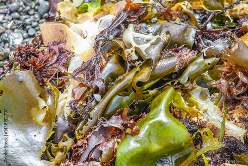 Εκτύπωση καμβά Assorted wet seaweed varieties washed ashore in vibrant natural display