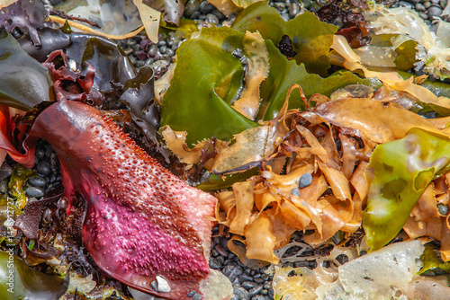 Assorted wet seaweed varieties washed ashore in vibrant natural display