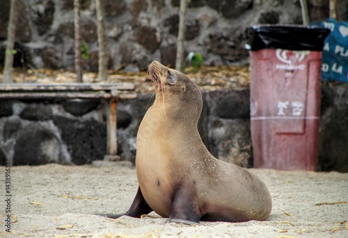 Light brown Galapagos sea lion posing in the sand on a beach with manmade structures in the background