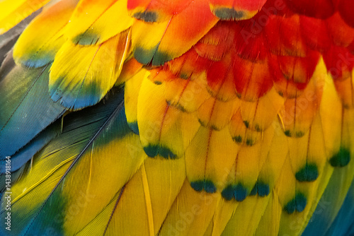 Close-Up of Colorful Macaw Feathers Showing Detailed Patterns
