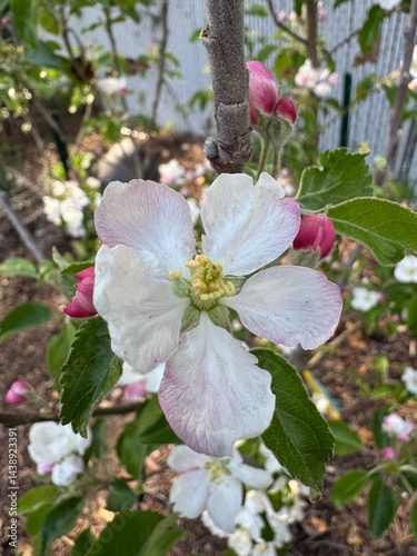 apple tree blossom