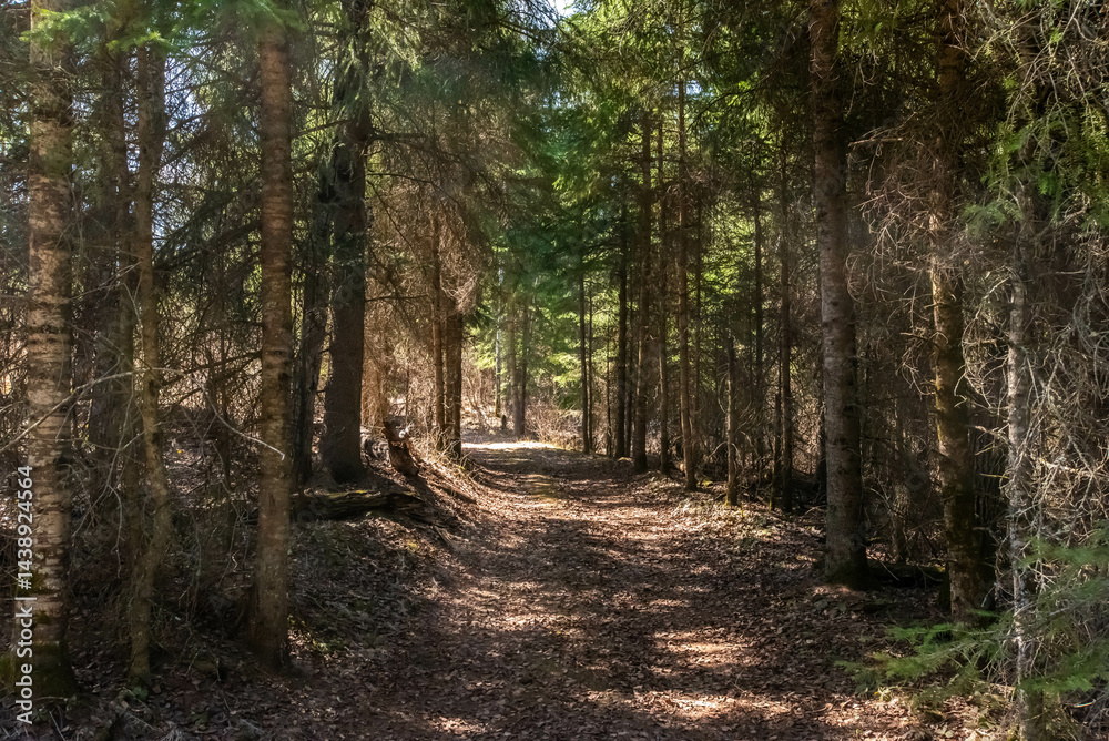 Obraz premium Spring hike in the forest