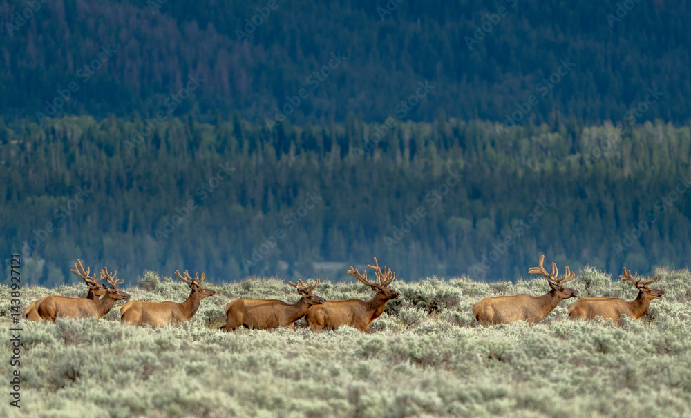 Herd Of Male Elk Run Across Field In Grand Teton