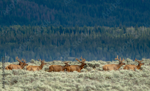 Obraz na płótnie Herd Of Male Elk Run Across Field In Grand Teton w salonie