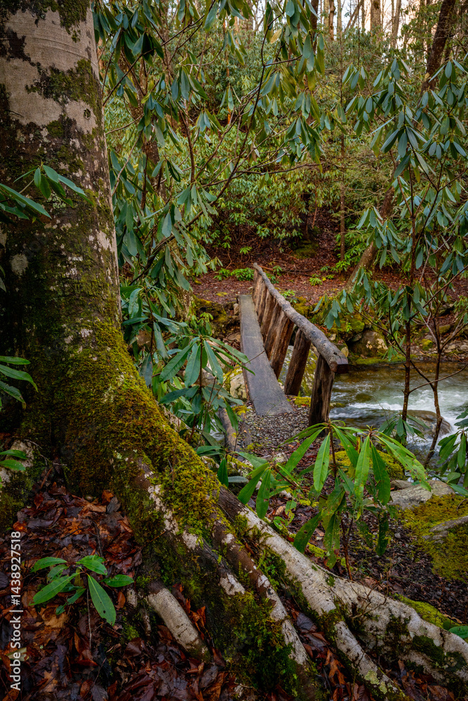 Large Tree Route Covers The Trail To River Crossing Bridge