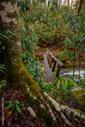 Large Tree Route Covers The Trail To River Crossing Bridge