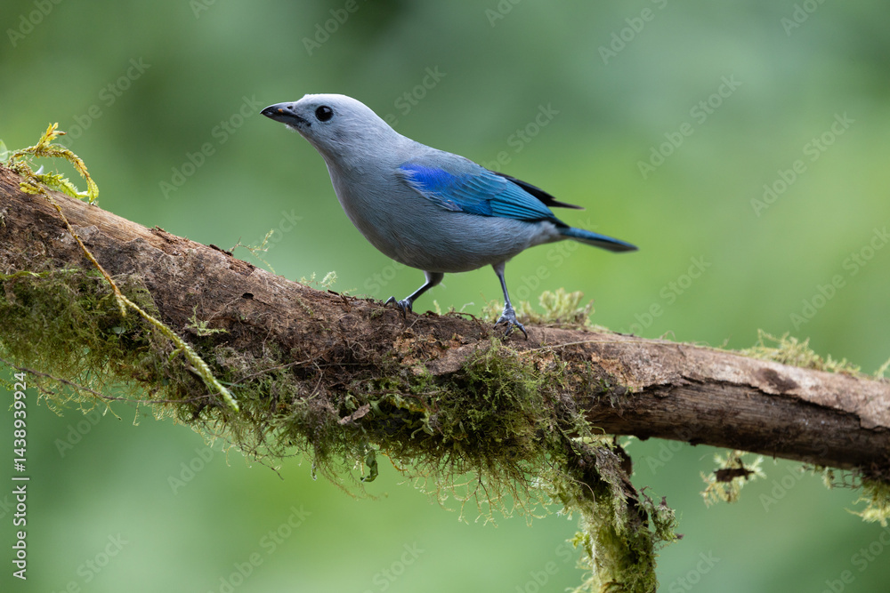 Blue gray tanager Blue gray tanager