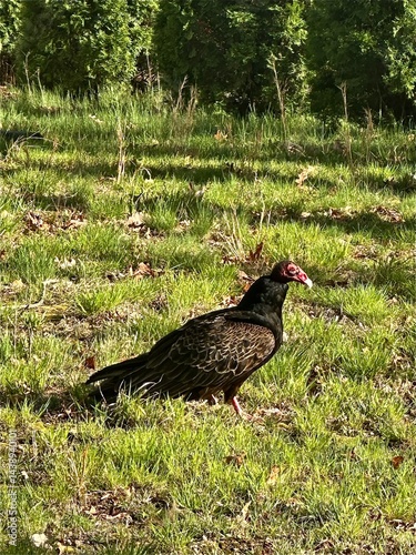 blackbird on the grass