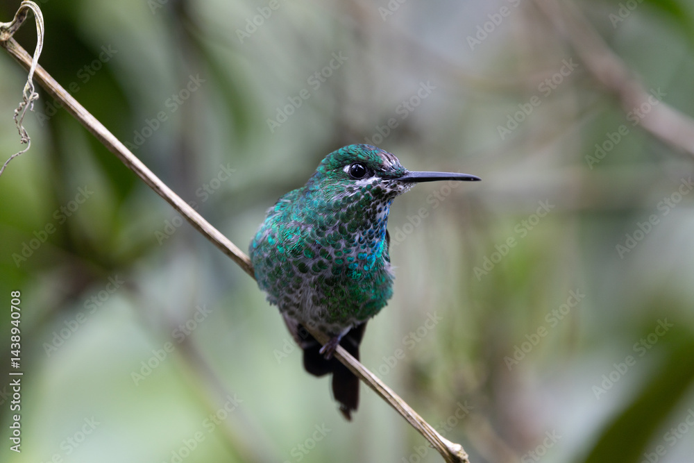 Fototapeta premium Green crowned brilliant