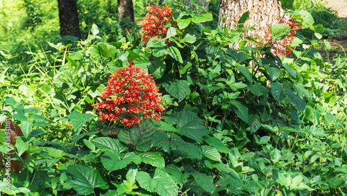 Close up red flowers of Clerodendrum Paniculatum or Pagoda Flower in Indonesia.