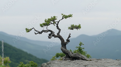 Bonsai tree perched on rock edge, overlooking mountain range