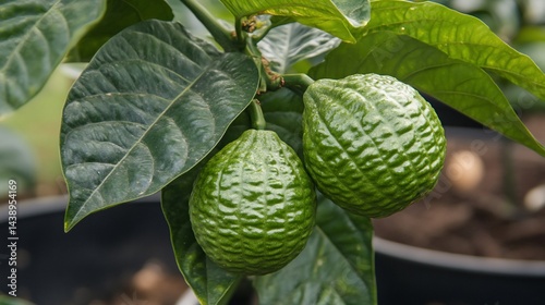 Two unripe green citrus fruits on a branch