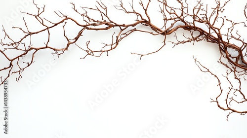 Dried branch with intricate twigs on a white isolate background