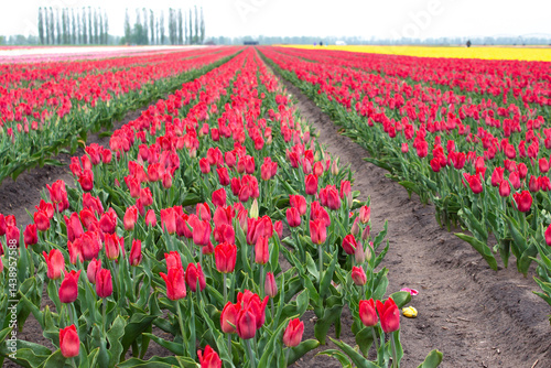 Many colorful tulips on fields during spring. Tulips are grown in rows by variety.