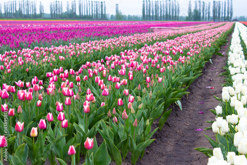 Many colorful tulips on fields during spring. Tulips are grown in rows by variety.