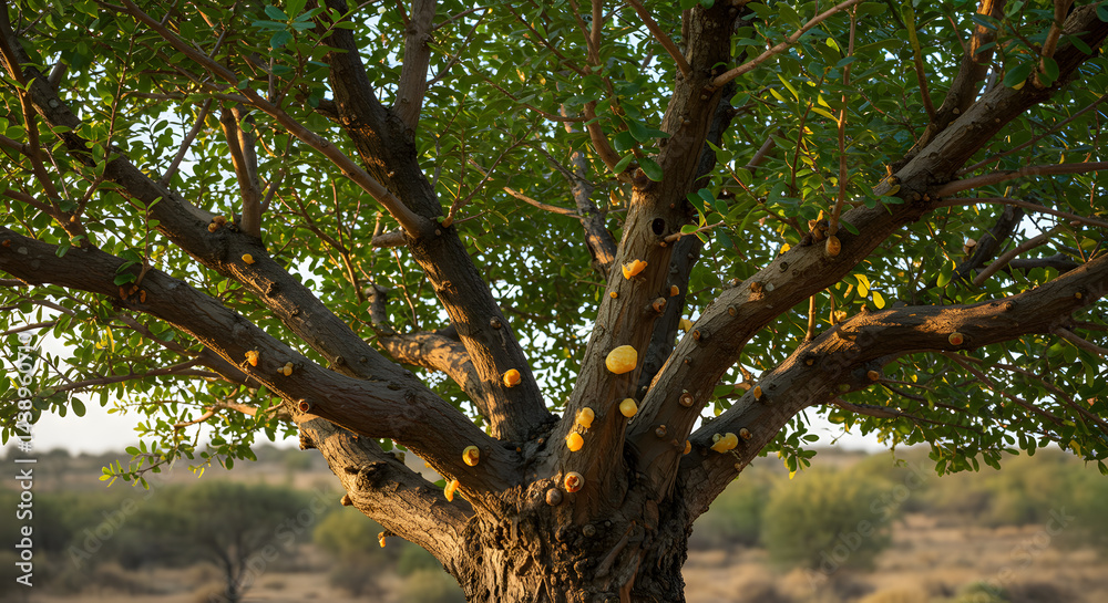 Fototapeta premium Marula Tree with Yellow Fruit in an African Landscape