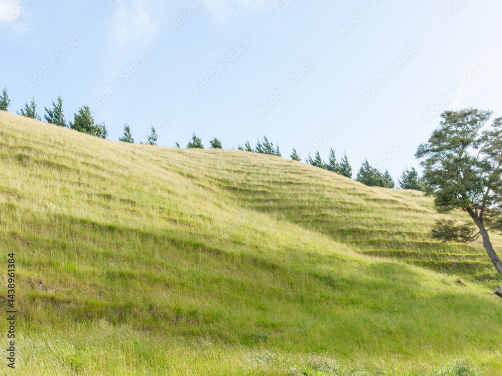 New Zealand rural land scene