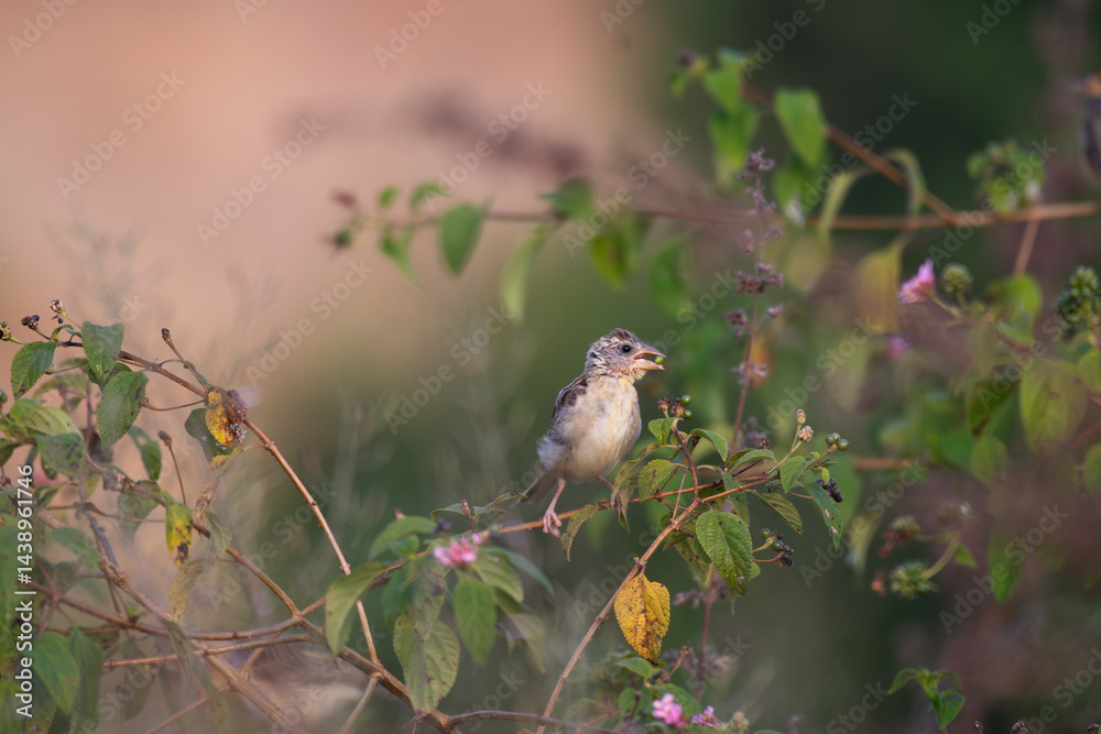 Fototapeta premium A beautiful juvenile baya weaver perched on a slender branch with lot of leaves and searching feeds with blurred background.