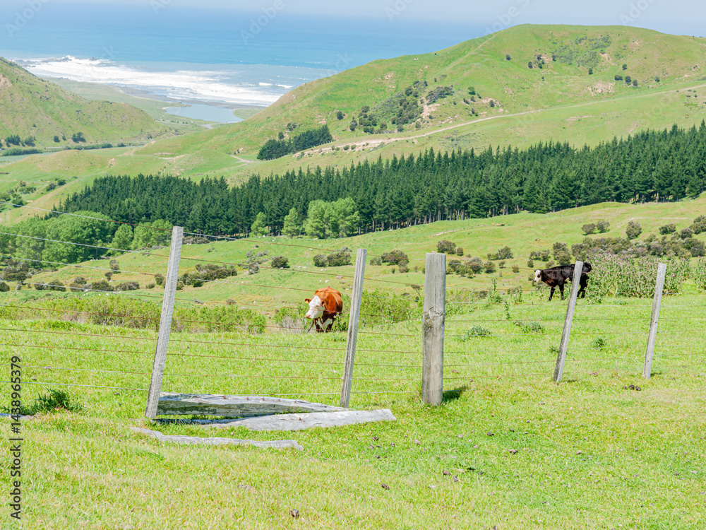 New Zealand rural land scene