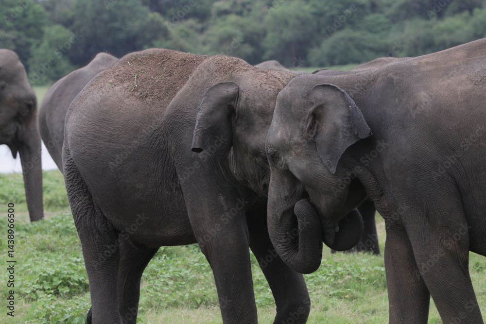 Fototapeta premium Sri Lankan Elephants and Tuskers in Kadulla National Park, Sri Lanka 