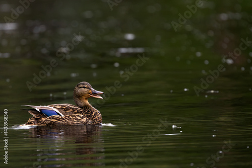 Female Mallard Duck swimming and quacking with her mouth open photo