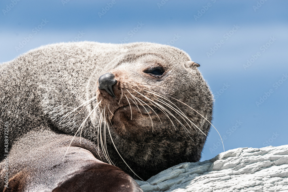 New Zealand Fur seal basking in warmth on rocky coastline ledge.