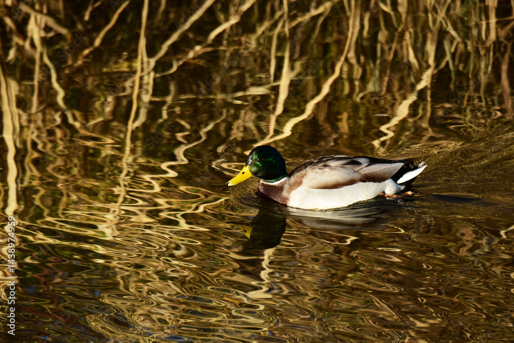 Fototapeta premium 川岸を進む秋のマガモ