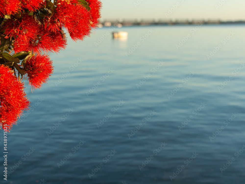 Bright red flower with yellow anthers in foreground focus against blue harbour background