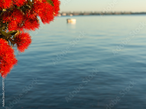 Obraz na płótnie Bright red flower with yellow anthers in foreground focus against blue harbour background w salonie