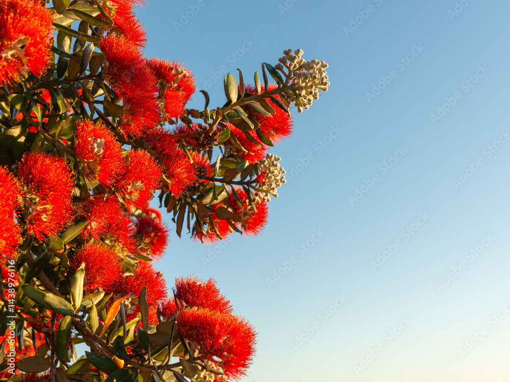 Bright red flower with yellow anthers