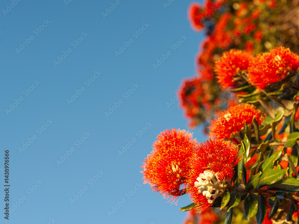 Bright red flower with yellow anthers