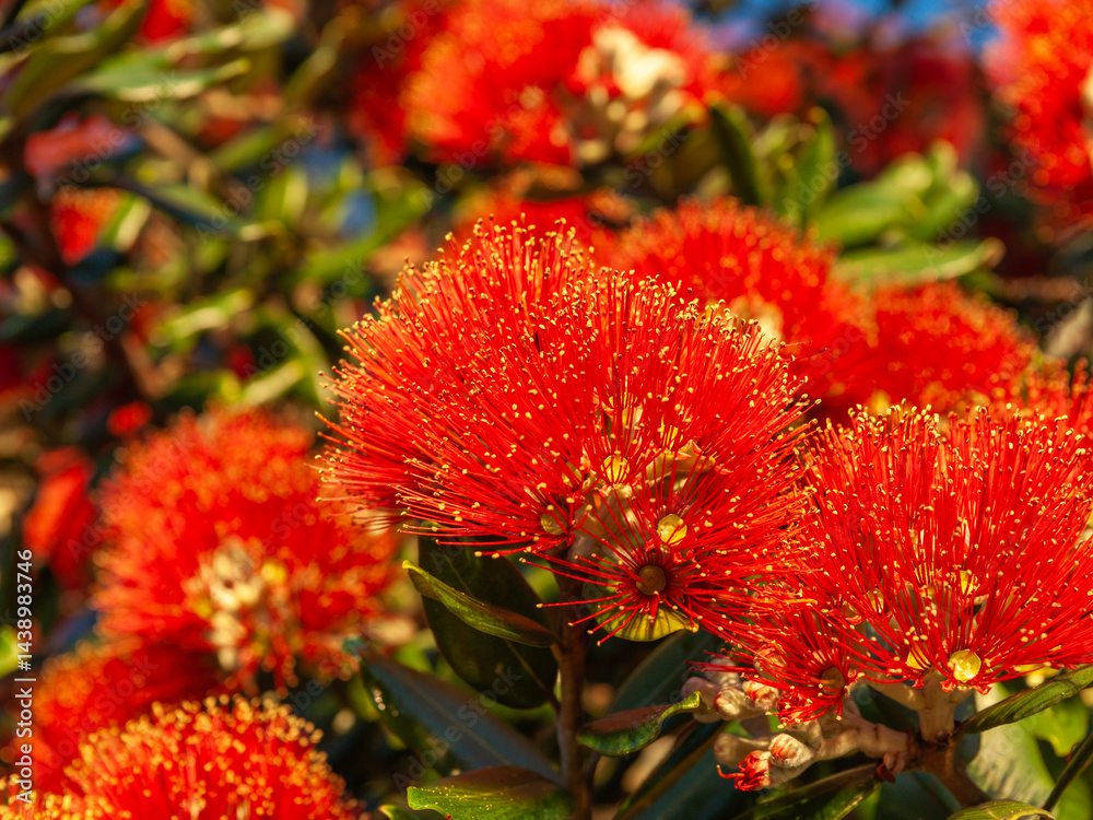 Bright red flower with yellow anthers