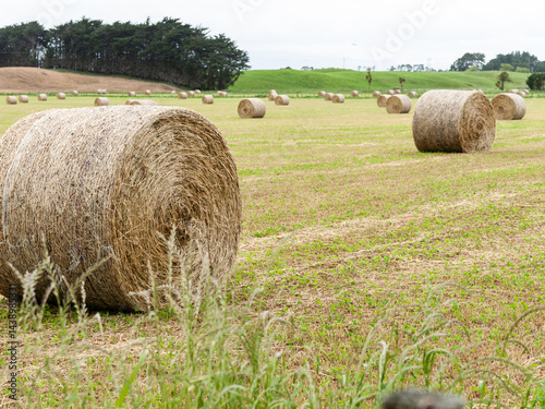 Circular hay roll in rural landscape