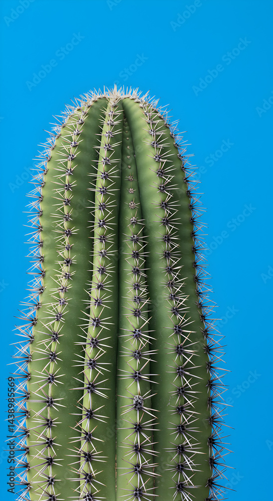 Naklejka premium Close-Up of Cactus with Spikes on Blue Background