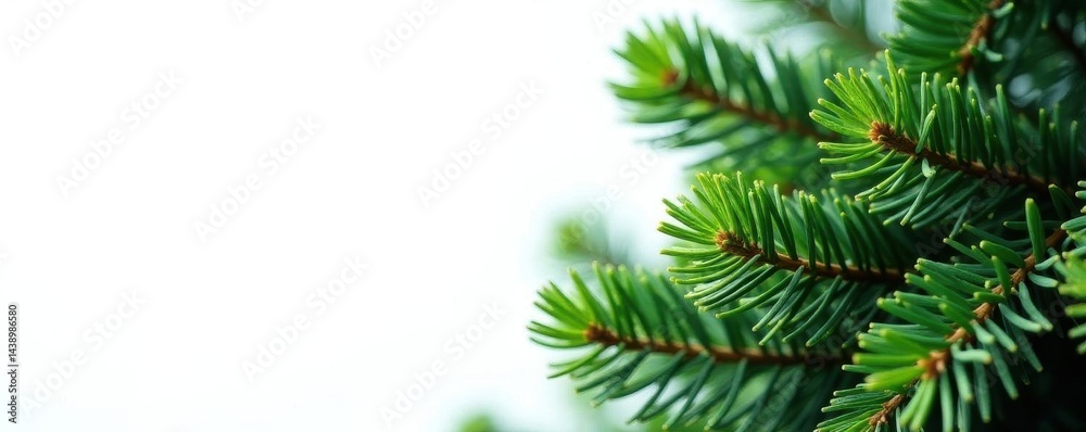 Obraz premium Isolated evergreen pine tree, vibrant green foliage Ideal for cards, banners, website , evergreen, pine tree