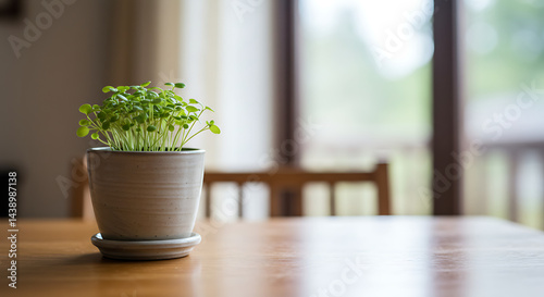 Plant Growing in Pot on Wooden Table Indoors