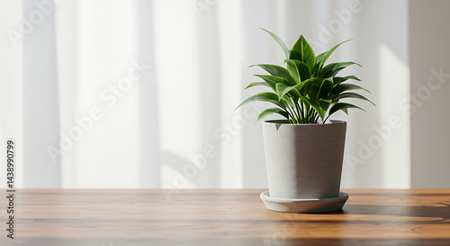 Potted Green Plant on Wooden Table with Light and Shadow