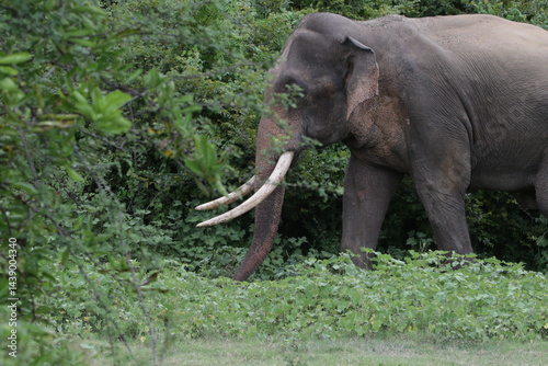 Sri Lankan Elephants and Tuskers in Kadulla National Park, Sri Lanka 