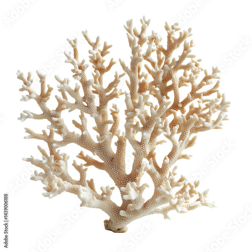 Marine coral reef aquatic ocean life close up view isolated on transparent  background png