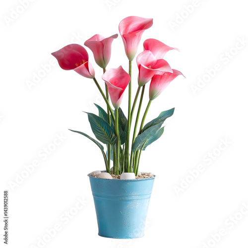 Wallpaper Mural Pink calla lilies arranged in a blue flower pot, home decor floral element, clear background --v 7.0 Torontodigital.ca