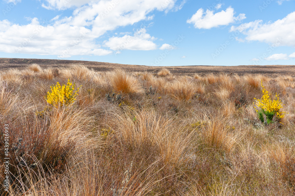 Expanse of tussock with yellow lupin along Desert Road in Volcanic Plateau North Island New Zealand.