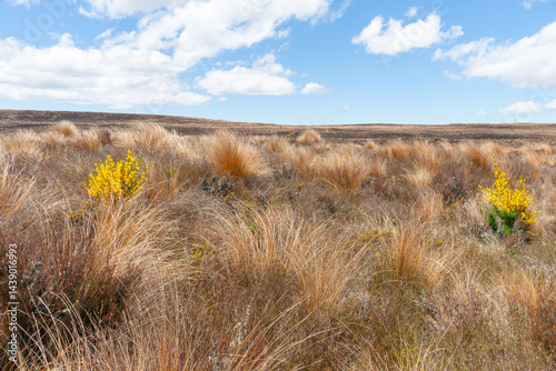 Obraz na płótnie Expanse of tussock with yellow lupin along Desert Road in Volcanic Plateau North Island New Zealand. w salonie